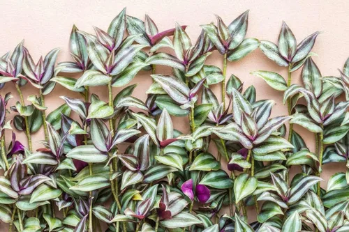 9 esquejes judíos errantes morados, 4 inc. a 6 inc. de altura, planta Tradescantia Zebrina, planta Inc, sin raíz