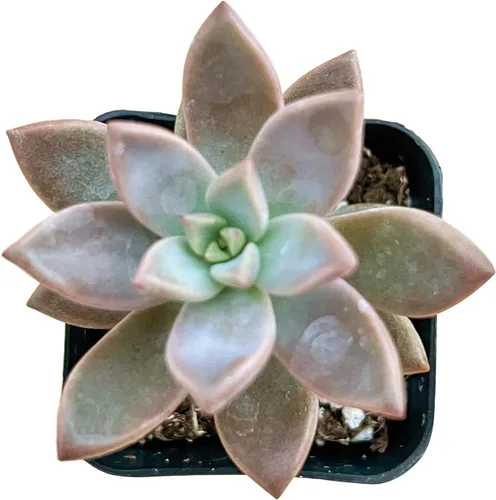Sprout N Green Sedum Dorado, Sedum adolphi, Mini suculenta viva totalmente enraizada en maceta de inicio de 2 pulgadas con mezcla de tierra, planta