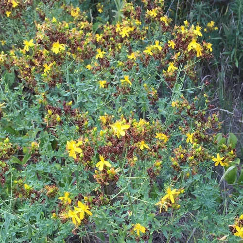 Miniatura 4 de St. John's Wort Seeds (Hypericum perforatum) Más de 200 semillas de hierbas medicinales hechas a mano silvestre en cápsulas de semillas congeladas