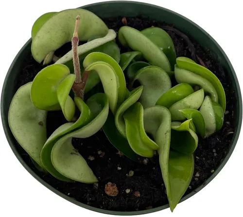 Miniatura 2 de Planta de cuerda hindú india - Hoya - Exótica/Fácil - Maceta de 4