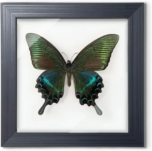 ITrixgan Taxidermia enmarcada de mariposa real, espécimen de mariposa para clase de ciencias para amantes de los insectos, decoración gótica para el