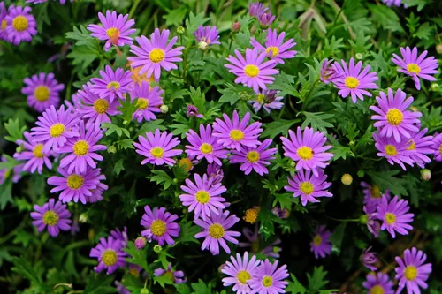 Miniatura 7 de 200 semillas de flores de Iberidifolia Brachyscome Iberidifolia mezcla púrpura