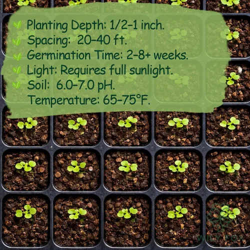 Miniatura 5 de Semillas de cerezo prémium para plantar, más de 30 semillas de cerezo dulce de reliquia para jardín doméstico, semillas de árboles frutales
