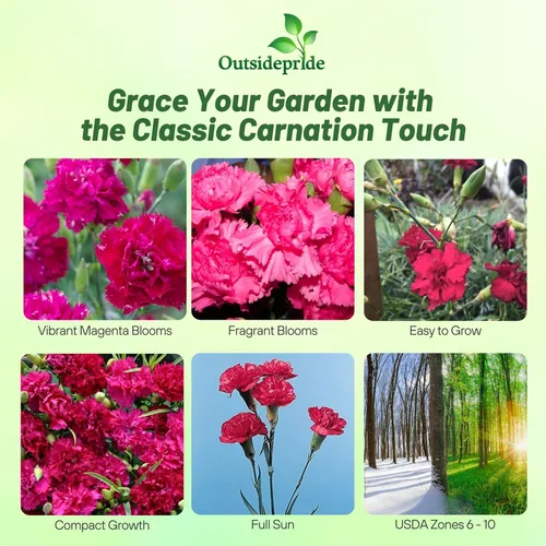 Miniatura 2 de Outsidepride Semillas de clavel magenta – 2000 piezas de semillas de flores perennes, fáciles de cultivar para plantar con flores fragantes, ideales
