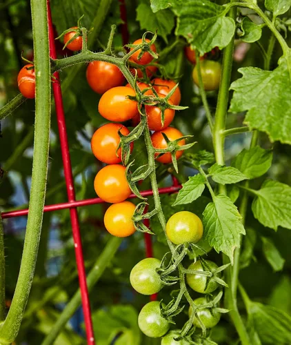 Miniatura 4 de Burpee Sun Gold Hybrid Home Garden - Tomates cereza naranja dulce, sin OGM, la mejor plantación de verduras, 30 semillas