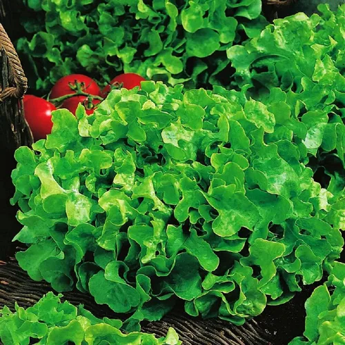 Semillas de lechuga Green Salad Bowl – Paquete de 100 semillas – Sin OGM – Una variedad tolerante al calor, lenta de atornillar, hoja de roble que