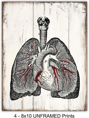 Miniatura 3 de Medical Anatomy – Juego de placas de arte de pared de órganos humanos vintage – Impresiones de fotos Shabby Chic para clínica médica, oficina de Dr.