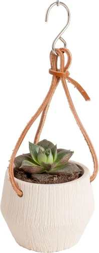 Costa Farms Planta suculenta, mini planta suculenta viva de interior en cesta colgante, maceta para suculentas, mezcla de tierra para macetas, Cesta