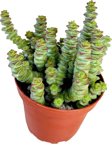 Miniatura 25 de Cadena de perlas (Senecio Rowleyanus) - Plantas vivas rastreras totalmente enraizadas y en floración - Rara planta de interior para decoración