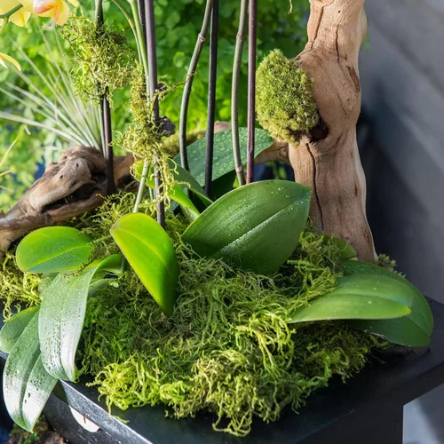 Miniatura 3 de SuperMoss Musgo forestal preservado perfecto para plantas de interior, manualidades y decoración, verde fresco, 4 onzas