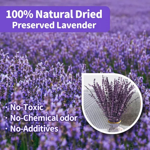 Miniatura 2 de Ramo de flores de lavanda púrpura secas Glicrili - Ramo de lavanda preservada y seca 15-17" para decoración de jarrones en casa, manualidades