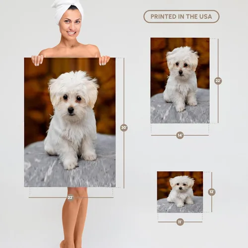 Miniatura 6 de 3dRose 22x30 Toalla de baño de mano para piscina - Maltés. Lindo cachorro. Perros