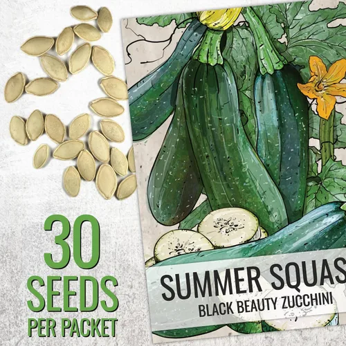 Miniatura 3 de Seed Needs Semillas de calabacín para plantar calabaza de verano Black Beauty, sin OMG, reliquia y sin tratar, rendimientos prolíficos de deliciosos