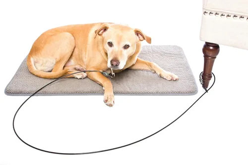 Miniatura 4 de Corbata de entrenamiento - Correa corta para perros y cachorros de dentición (4 pies)