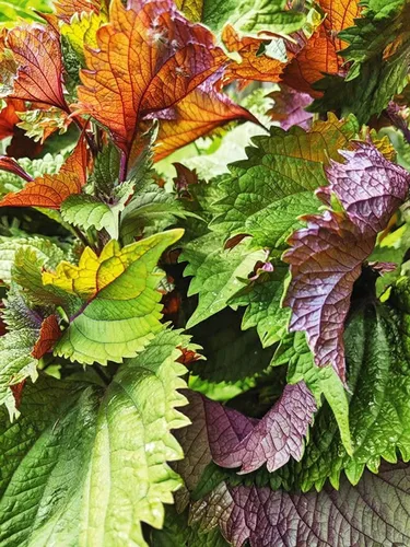 Miniatura 5 de 200 semillas Shiso para plantar perilla roja, semillas de hierbas tradicionales sin OMG para plantar un jardín culinario interior/exterior