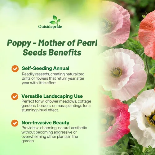 Miniatura 3 de Outsidepride Semillas de amapola de nácar para plantar, 500 piezas anuales, tolerantes a la sequía y fáciles de cultivar semillas de flores