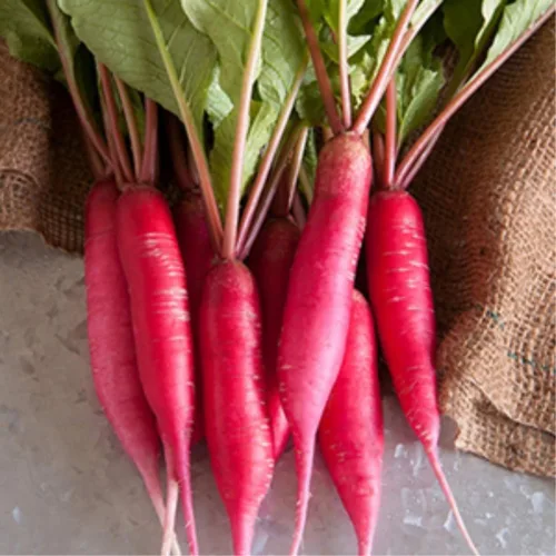 Miniatura 6 de Semillas de brotes de rábano y microgreens – Variedad de flecha roja – 1 libra – Sin OMG, reliquia – Brotes de rábano picantes de rápido crecimiento
