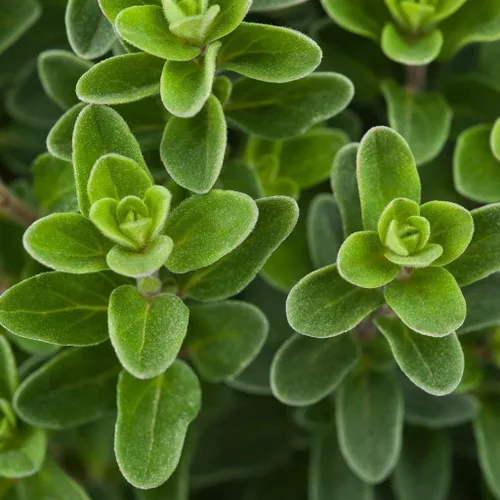 Miniatura 2 de Semillas de mejorana dulce sin OMG hierbas para plantar 1000 semillas