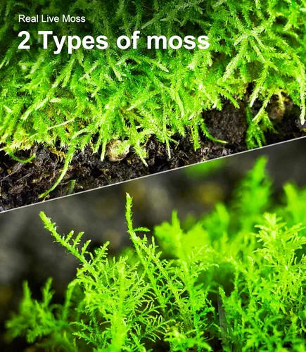 Miniatura 5 de Real Live Moss - Paquete variado (cada uno de 3.5 x 7 pulgadas), musgo real decorativo para terrarios, mini jardines, plantas en maceta y bonsái