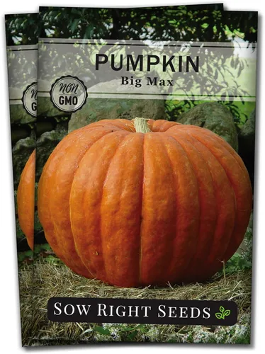 Sow Right Seeds - Semillas de calabaza Big Max para plantar - Paquete de reliquia sin OMG con instrucciones para plantar un huerto casero - Variedad