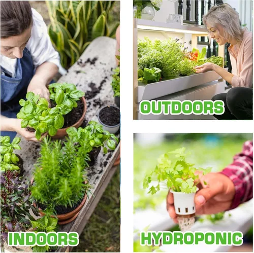 Miniatura 3 de 12 semillas de hierbas culinarias y medicinales tradicionales para plantar, sin OMG y cultivadas en Estados Unidos, paquete variado para jardín