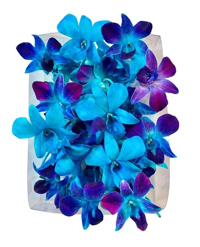 Miniatura 10 de Miami Fresh Orchid Flower OrchidClub USA Sunne Tropical Loose Bloom Head DIY Lei Food Drink Decoración AZUL (100 AZUL REAL)