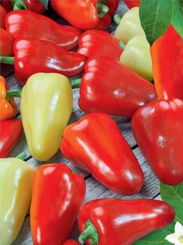 Miniatura 6 de Semillas de pimiento dulce blanco-rojo Belozerka Vegetal sin OMG para plantar