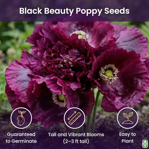 Miniatura 2 de Semillas de Amapola Black Beauty - Amapola Alta y Púrpura Oscura - Mezcla de Flores Dobles y Sencillas - Aproximadamente 300 Semillas