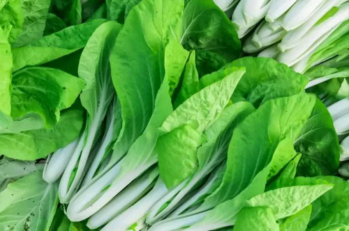 2000 semillas de col china Pak Choi para plantar, también conocidas como Bok Choy, una sabrosa variedad de reliquia sin OMG para plantar verduras