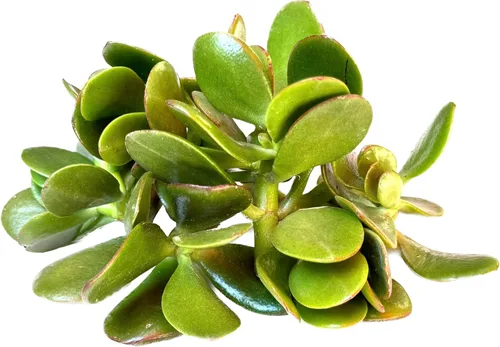 Miniatura 2 de Surtido de esquejes vivos de plantas de jade, 7 piezas incluidas (jade verde 'Crassula Ovata')