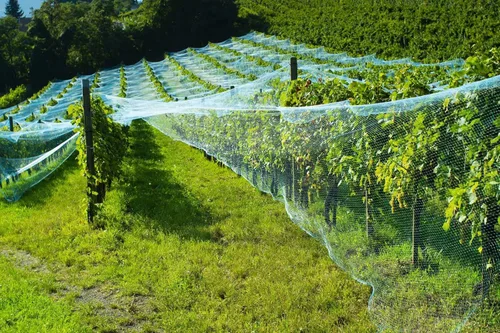 Miniatura 6 de Red de protección antipájaros de 13 pies x 33 pies, malla de protección para jardín, plantas y plantas, flores, árboles frutales, verduras de Verde