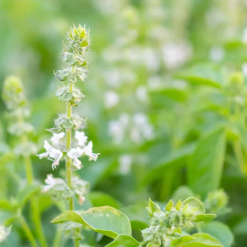 Semillas orgánicas de albahaca dulce – 1 onza ~ 19,000 semillas – sin OMG, polinizado abierto, certificado orgánico – Jardín de hierbas y semillas
