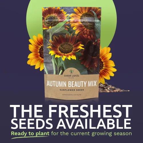 Miniatura 2 de Autumn Beauty Semillas de girasol – Bolsa a granel de 1/4 de libra – Más de 5,000 semillas de flores silvestres polinizadas abiertas sin OMG