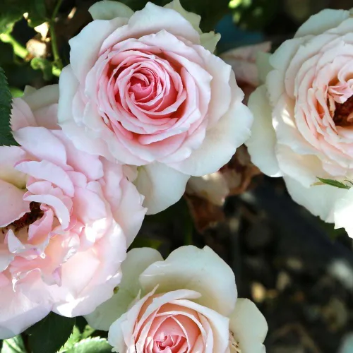 Miniatura 3 de Rosas resistentes de reliquia, planta de raíz propia viva para jardín al aire libre, Hawkeye Belle, muy fragante, zonas de rusticidad: 4-10