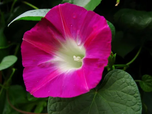 Miniatura 4 de Semillas Ruby Morning Glory Flores anuales para plantar