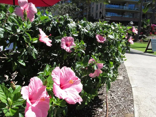 Miniatura 3 de Hibisco Rosa. rosa-sinensis. Planta Viva - Hibisco Tropical Floreciente, Flores Bonitas, Usado en Té y Jugo (2 Plantas de Hibisco Rosa)