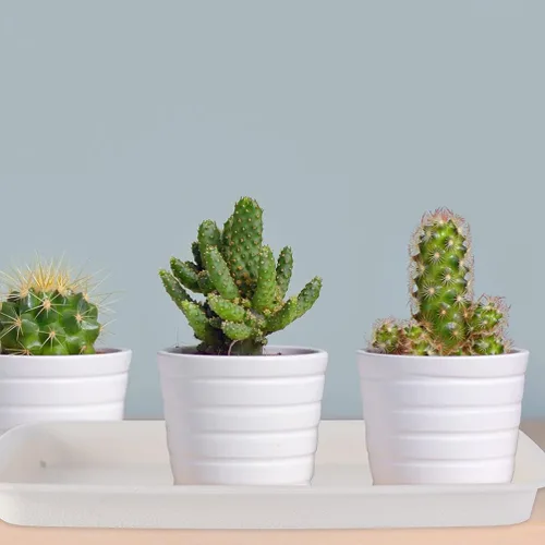 Miniatura 5 de Bandeja rectangular de plástico para plantas, bandeja de goteo para maceta, bandeja de goteo para alféizar de ventana, estante de ventana de 9.73 x