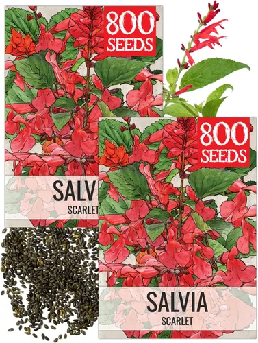 Seed Needs, Semillas de salvia roja escarlata, 800 semillas tradicionales para plantar Salvia coccinea, flor silvestre perenne para un jardín al