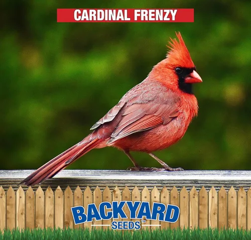 Miniatura 2 de Backyard Seeds - Mezcla de semillas de pájaro Cardinal Frenzy – 5 libras – Mezcla de aceite negro de alta calidad de girasol y cártamo – Alimento
