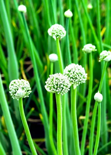 Miniatura 3 de Semillas de ajo silvestre más de 100 semillas para cultivar Allium Ursinum Ramsons de larga vida perenne para plantar en primavera u otoño