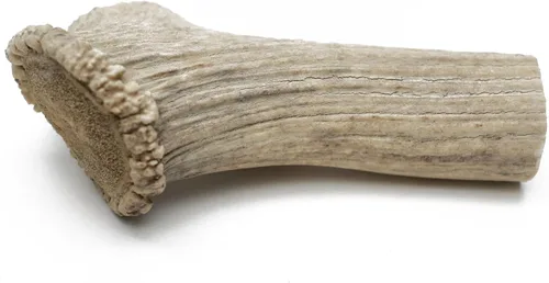 Miniatura 5 de QT Dog Medium Antlers - Masticable para perros 100% natural de larga duración, lleno de proteínas de origen ético y masticadores dentales bajos