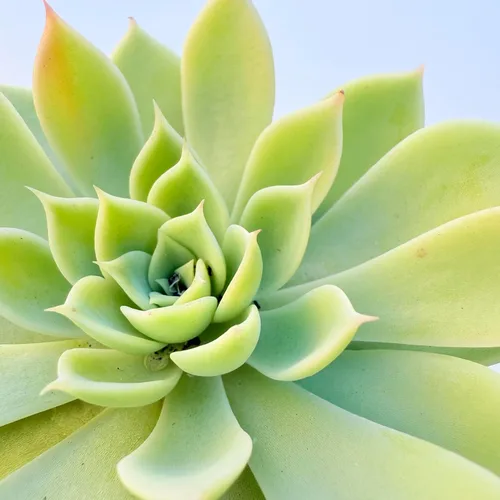 Miniatura 3 de Plantas suculentas vivas, variedades surtidas en dos tamaños de maceta, plantas de fácil cuidado para interiores y exteriores, GNEM
