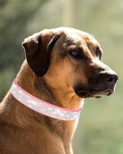 Miniatura 2 de Petank Collar de perro para perros pequeños, medianos y grandes, collar de perro pequeño para perras hembras, collar de perro rosa, collares