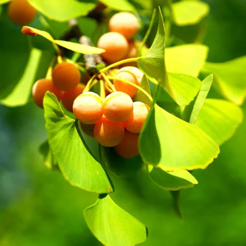 Miniatura 4 de Plántula viva de árbol de ginkgo biloba de 6 a 12 pulgadas en maceta de cuarto de galón, planta de árbol de ginkgo, árboles de gingko vivos