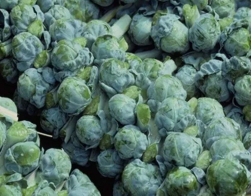 Semillas de coles de Bruselas, Long Island mejorada, reliquia, sin OMG, más de 100 semillas, Early Delicious Veggie Country Creek Acres..