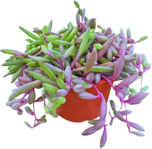 Miniatura 3 de Suculenta Viva Othonna Capensis Collar de Rubí de 4 pulgadas, Plantas Suculentas Vivas, Plantas Suculentas Totalmente Enraizadas, Planta