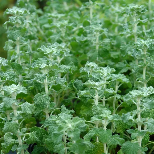 White Horehound (Marrubium vulgare) - Paquete de 100 Semillas