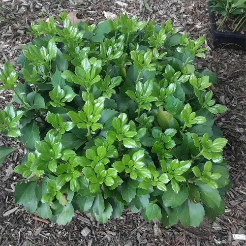 Miniatura 6 de KEILEOHO Paquete de 12 bandejas de malla de plástico, bandejas de germinación de semillas negras, bandeja de cultivo de microverdes con parte
