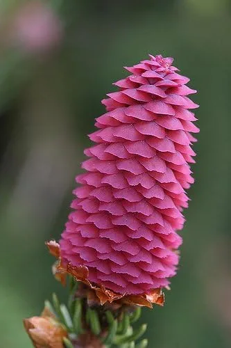 Miniatura 2 de Acrocona Norway Spruce 1 - Año Árbol vivo