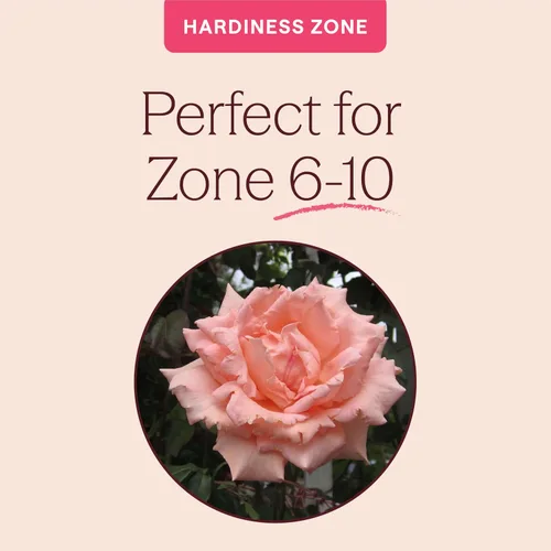 Miniatura 5 de Heirloom Roses Planta de rosas - Aliento de vida Albaricoque Rosal, rosas trepadoras, planta viva para plantar al aire libre